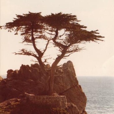The loneliest of being a Cypress…