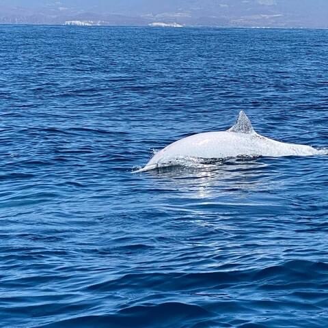 Albino dolphin
