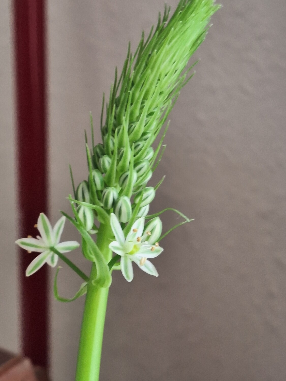 Onion plant in bloom