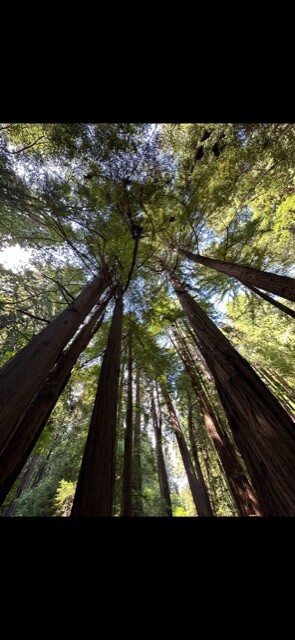 Redwood tress