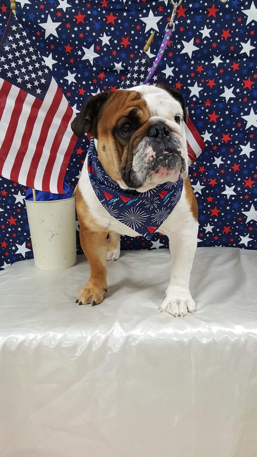 Paulie celebrating the 4th