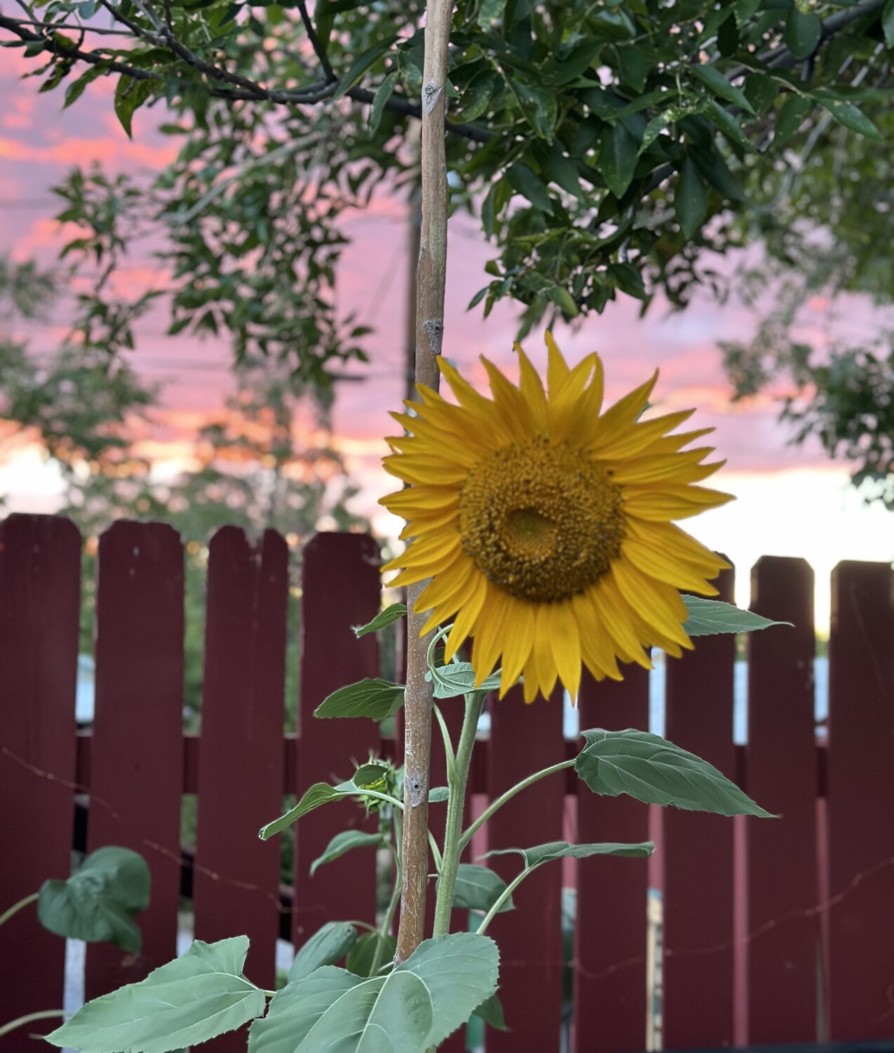 Sunflower Sunset
