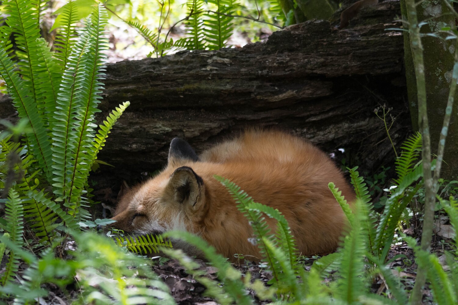 Fox Sleeping