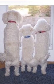 Spaz, Shanna,and Bella.