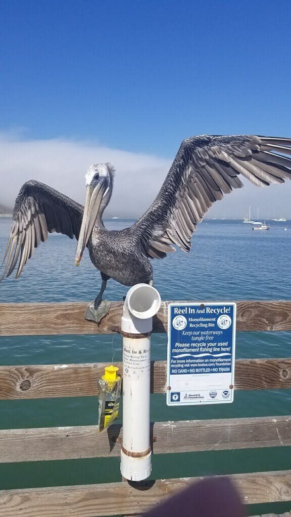 Avila Pier