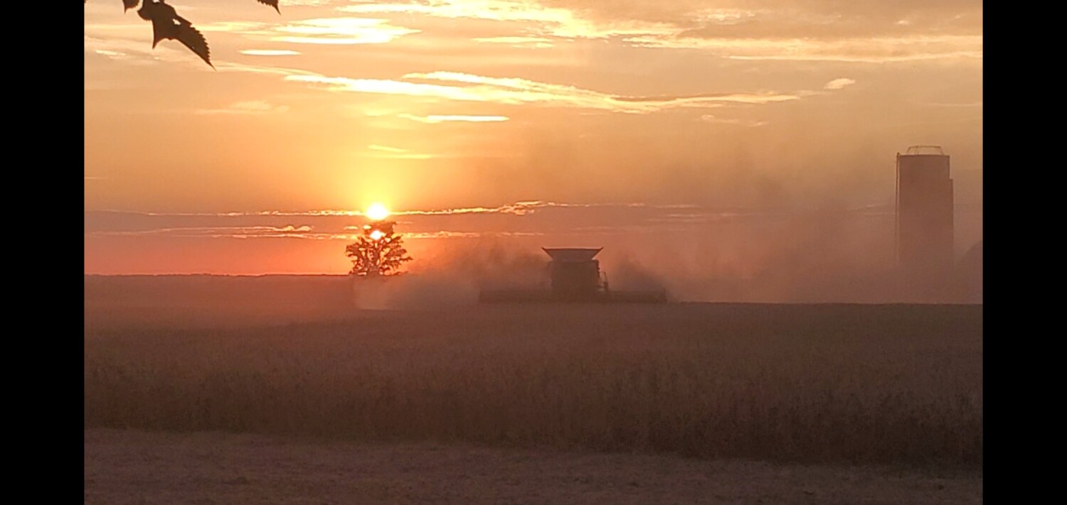 Soybeans at Sunset