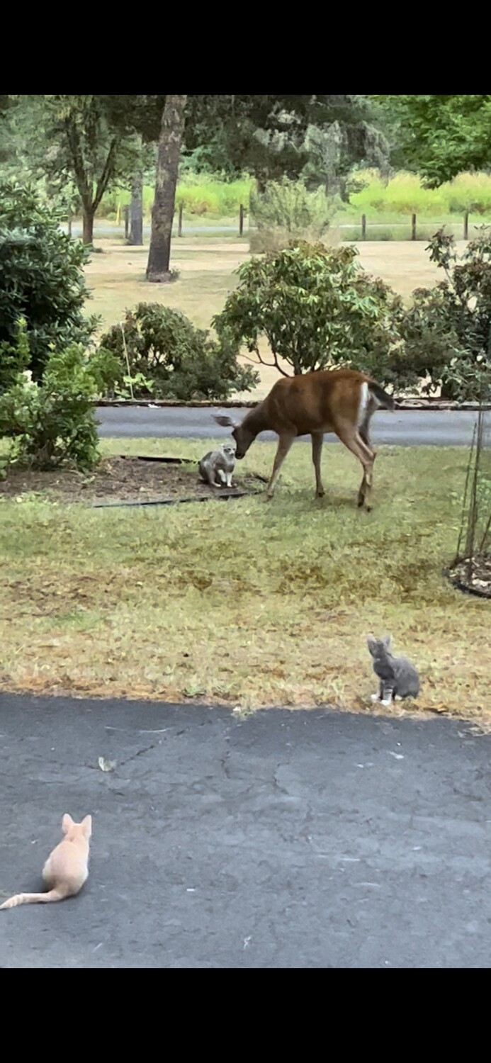 Cali meets Bambi
