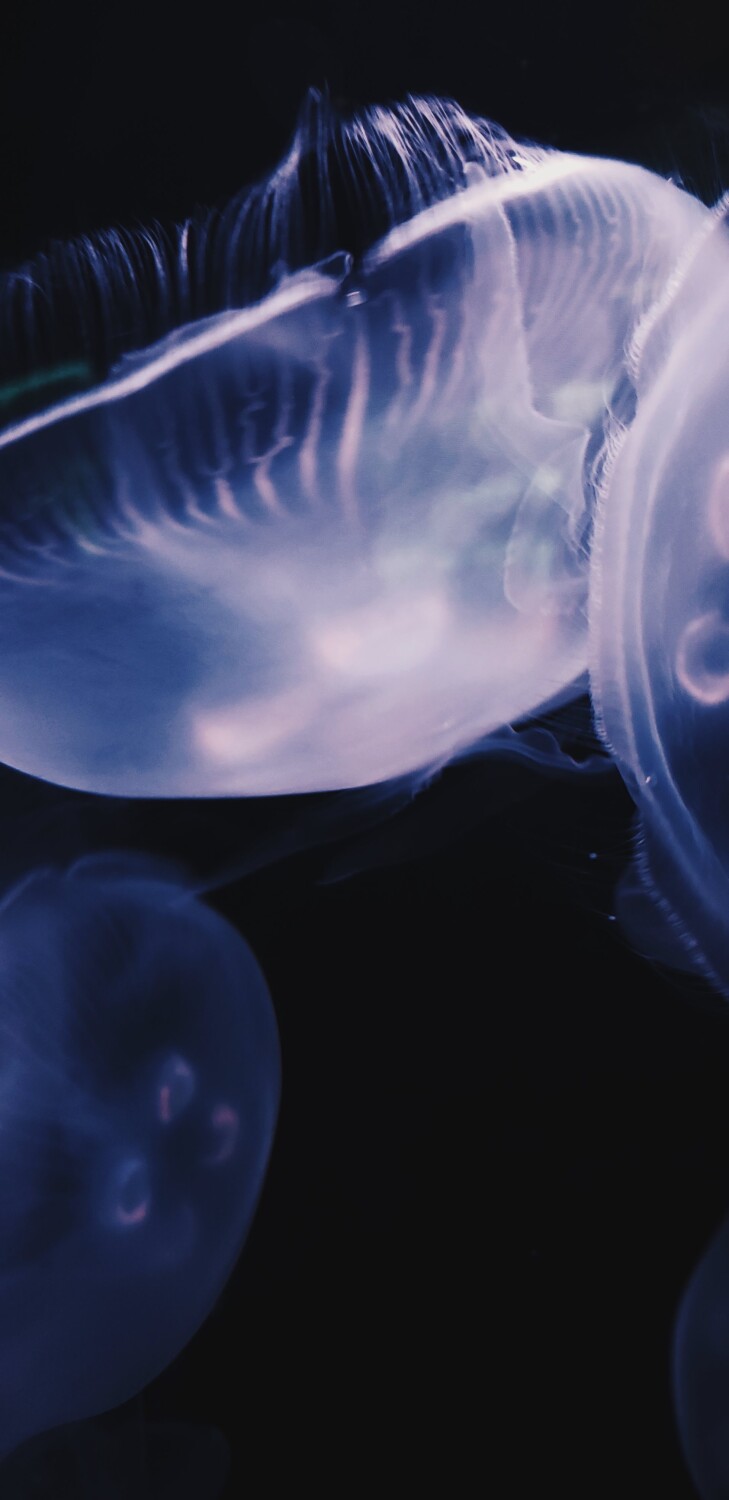 Jellyfish dancing in the dark