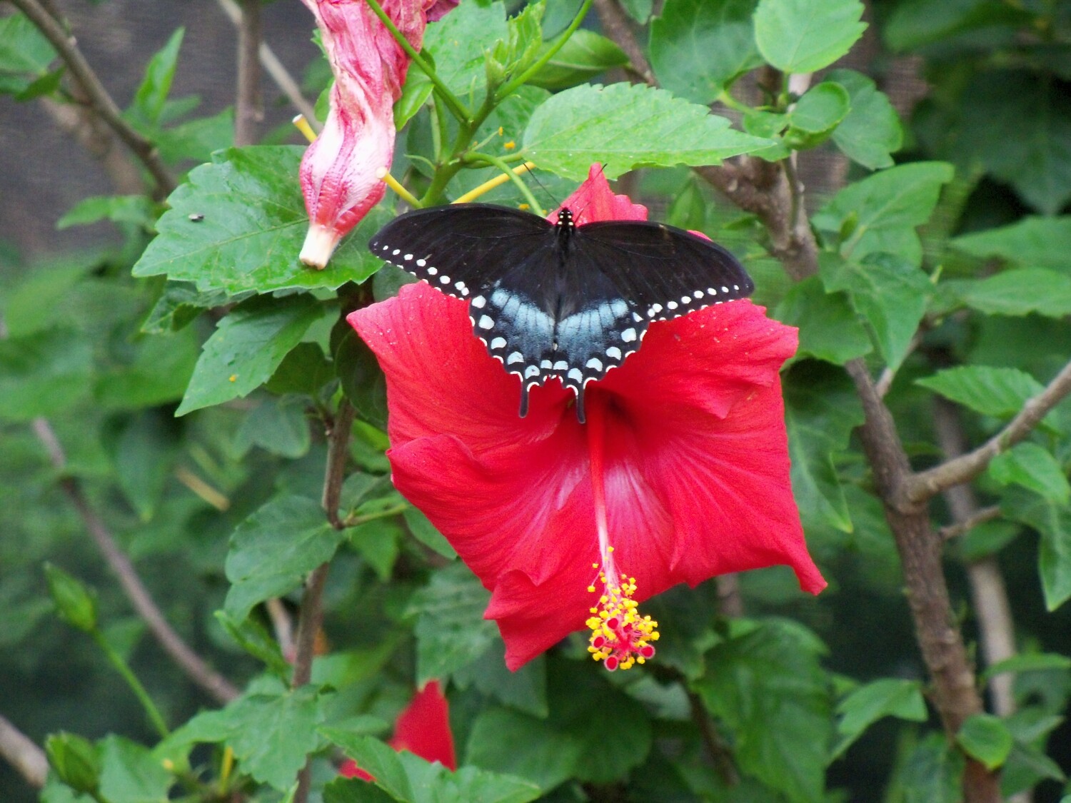 "Beauty and the Butterfly"