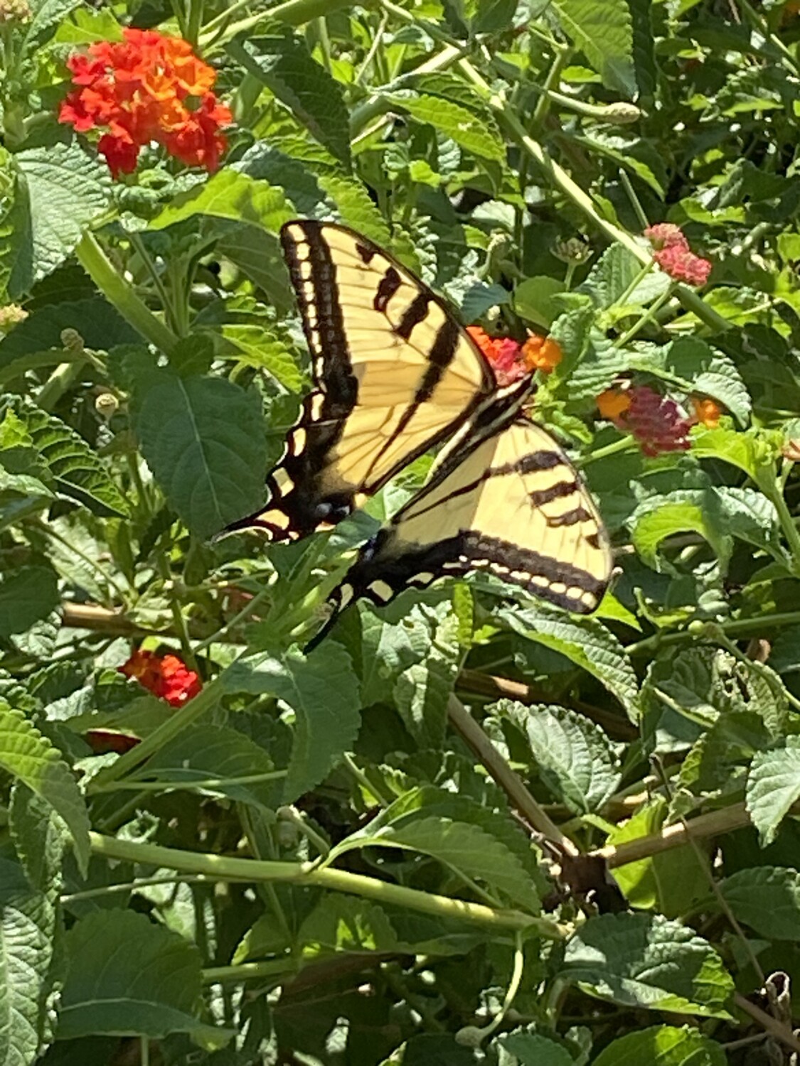 Swallowtail butterfly