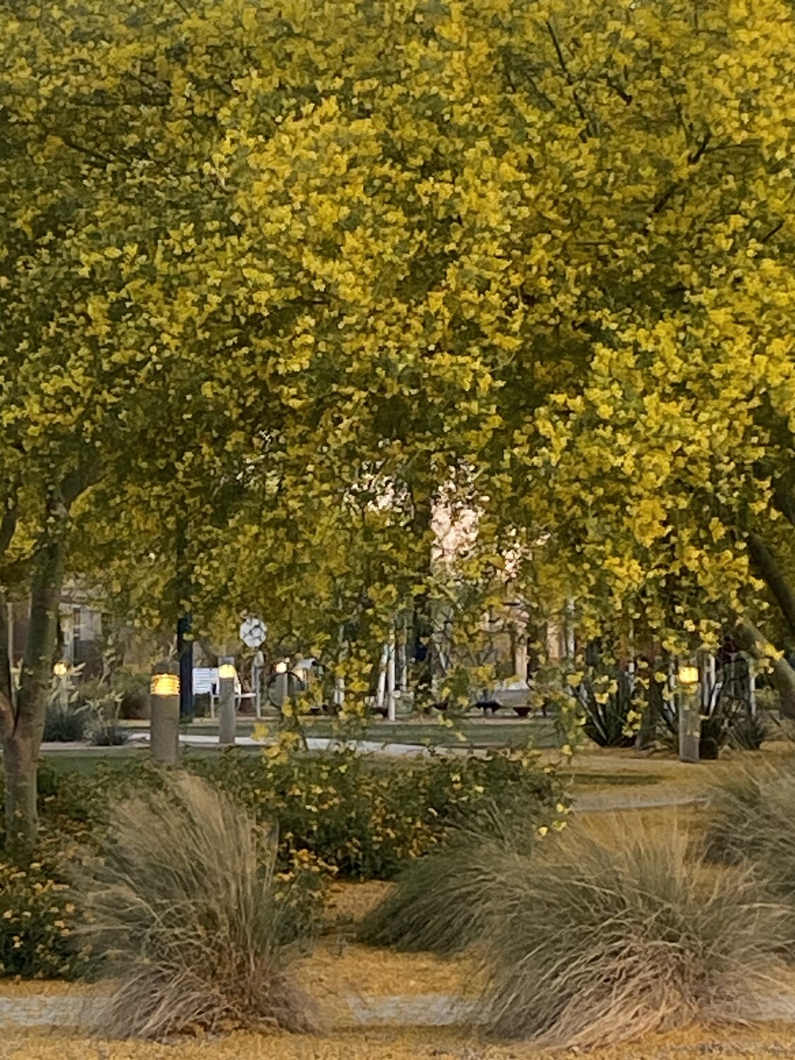 Spring In the Park