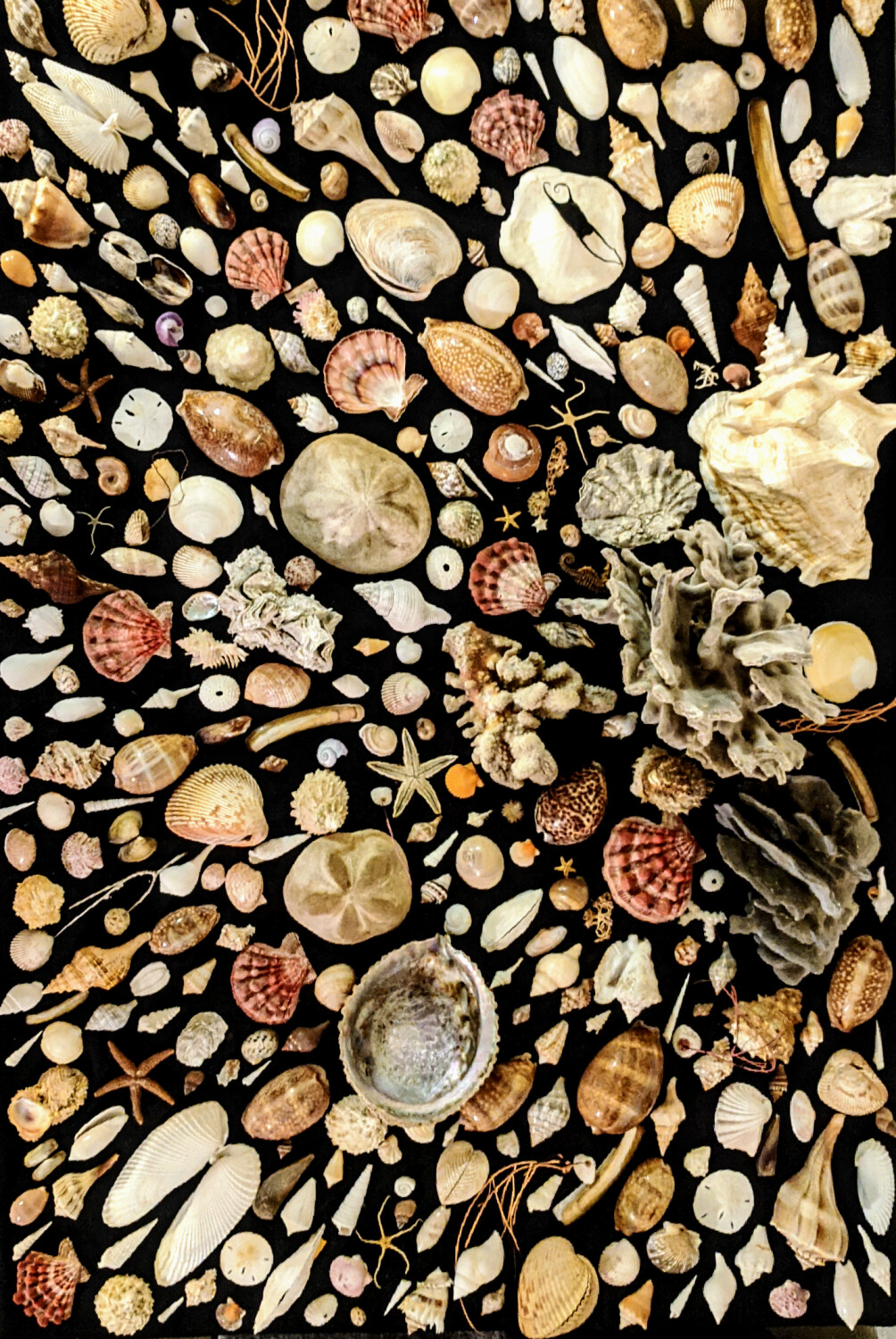 Amphitrite's Treasures