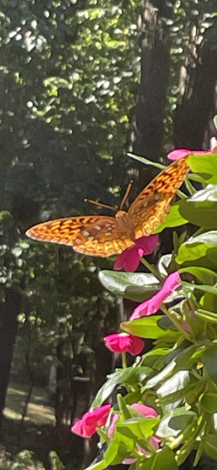Fritillary Butterfly