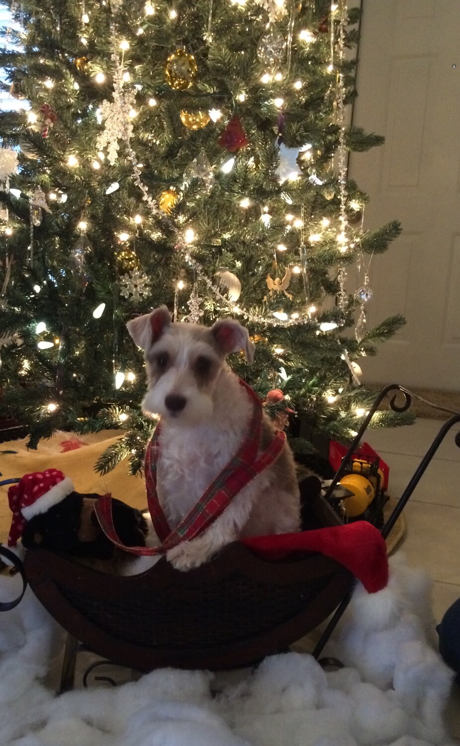 Tippy’s first Christmas
