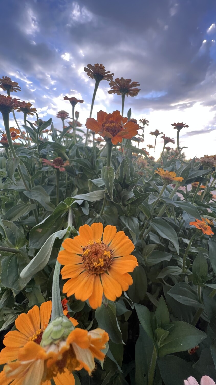 Zinnias