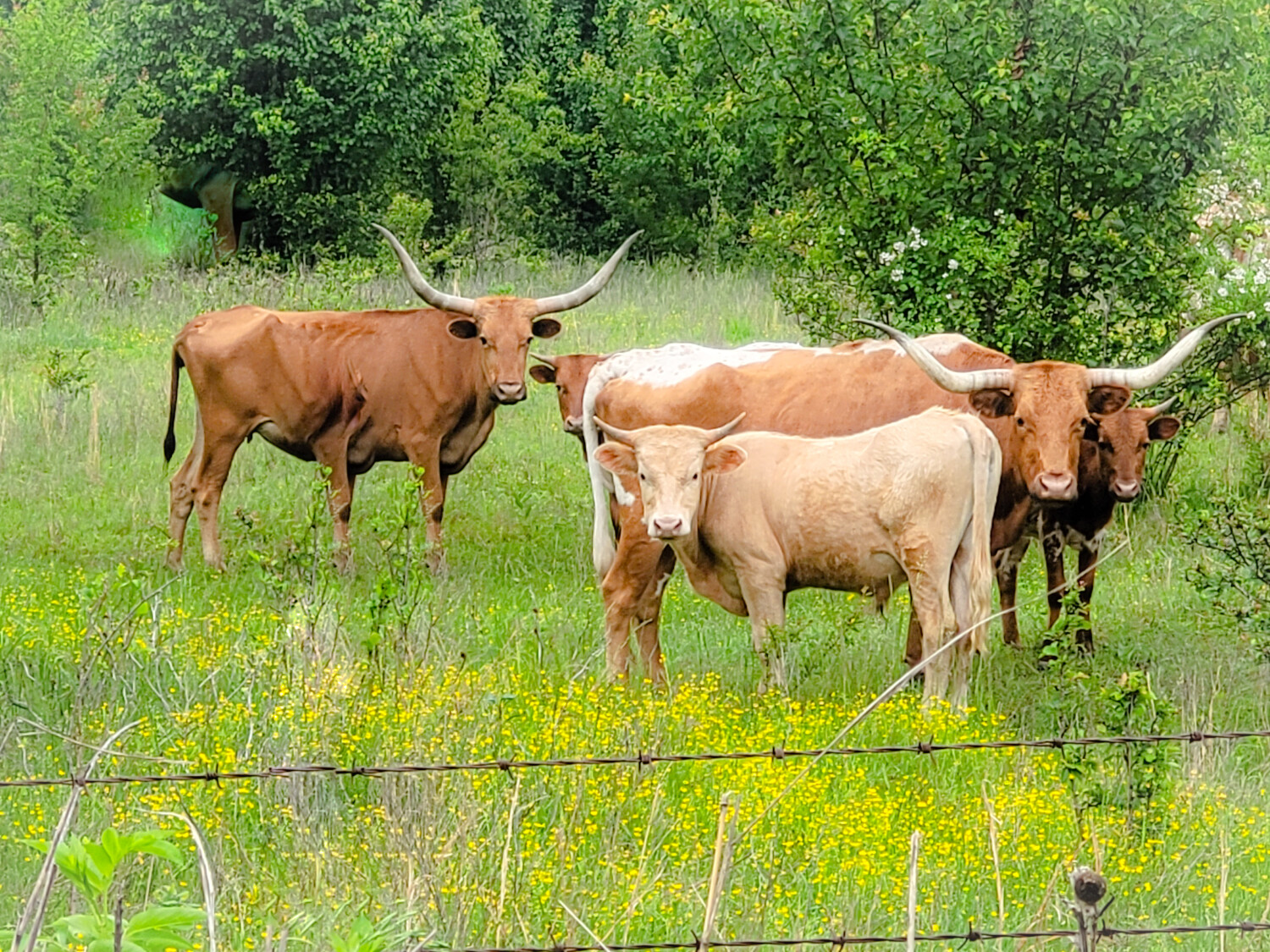 Do you see what I see?