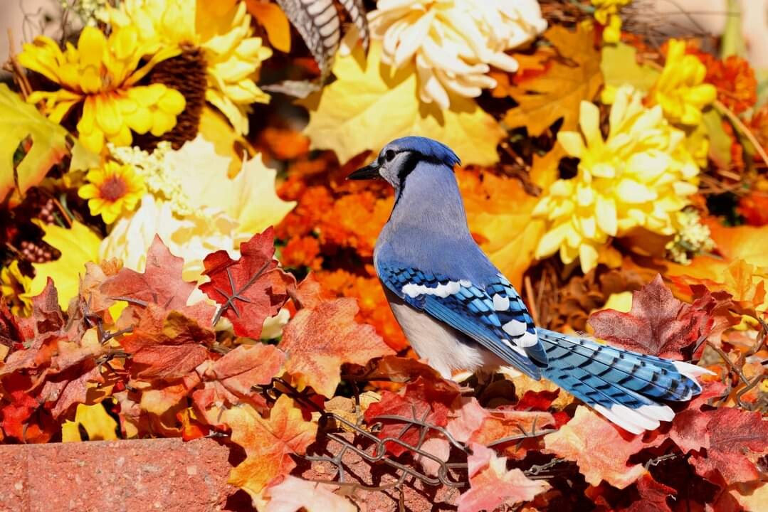 Blue Jay