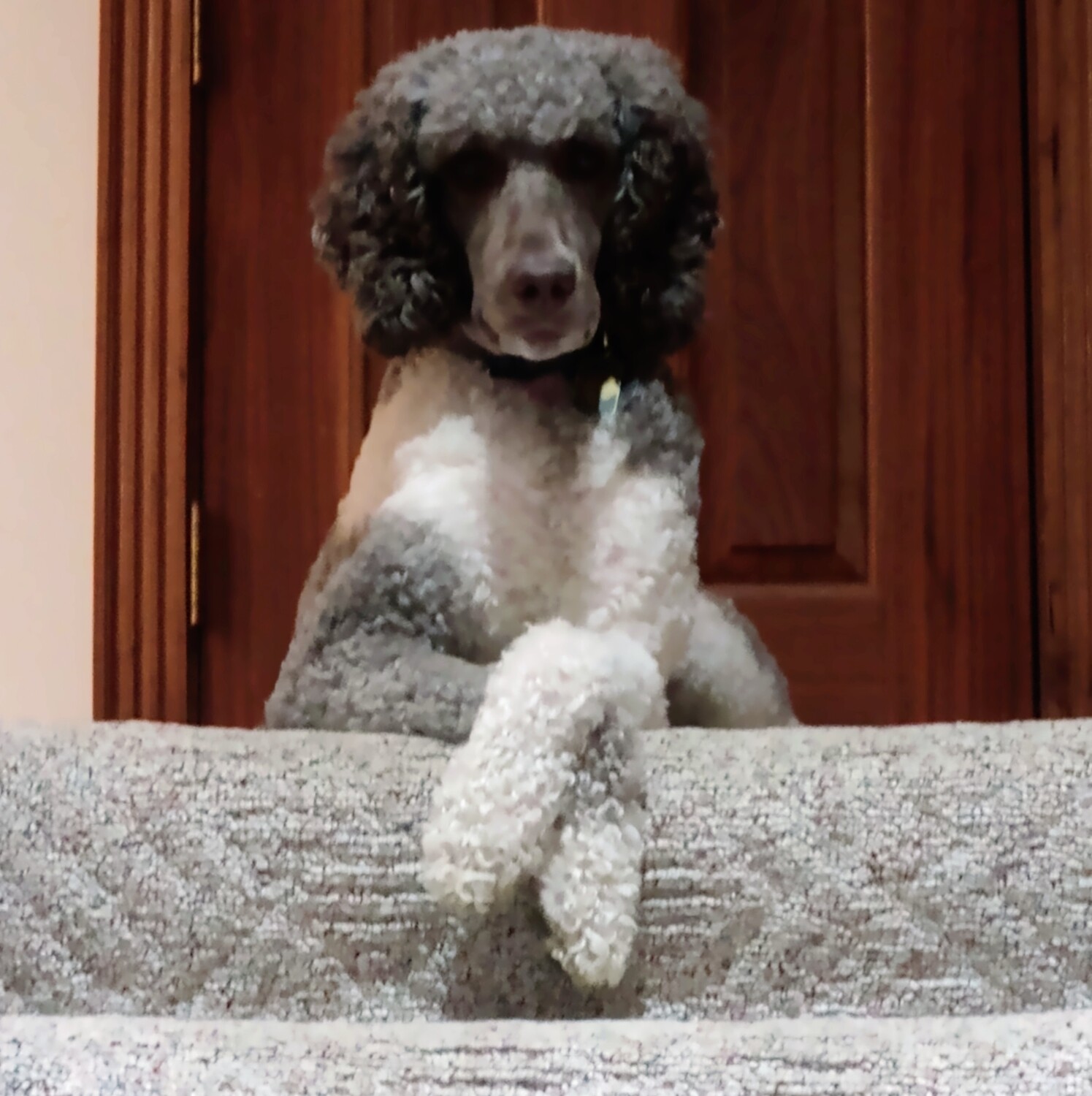 Jack waiting patiently!!!