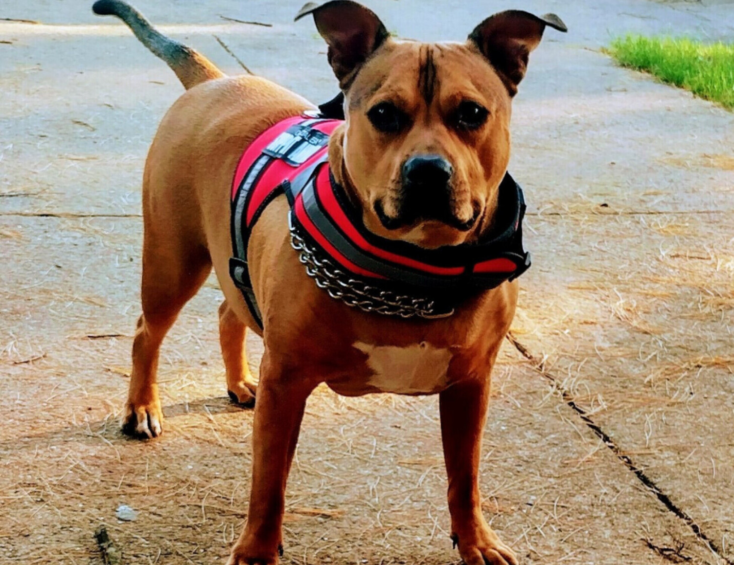 Mojo is the sweet American Pit Bull Dog