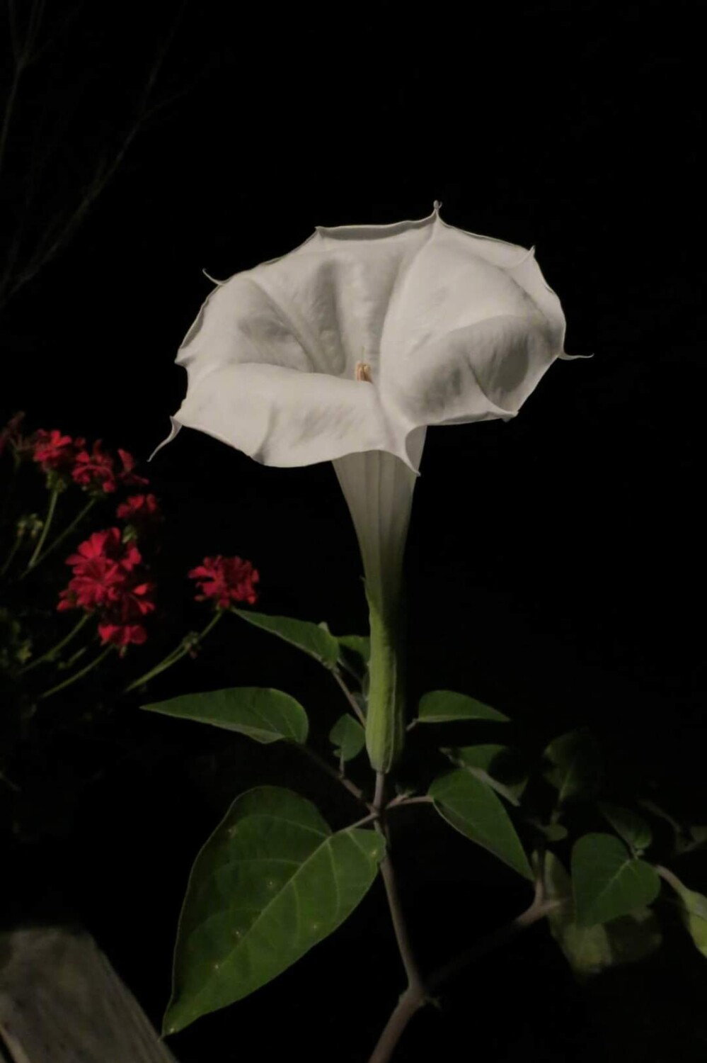 Moonflower