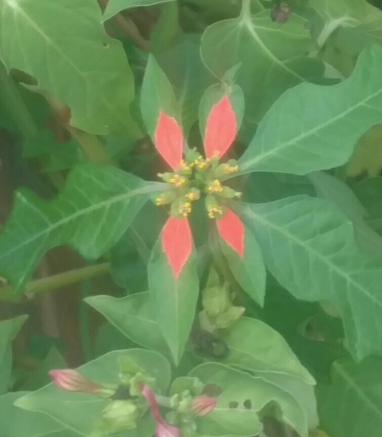 Mountain poinsettia