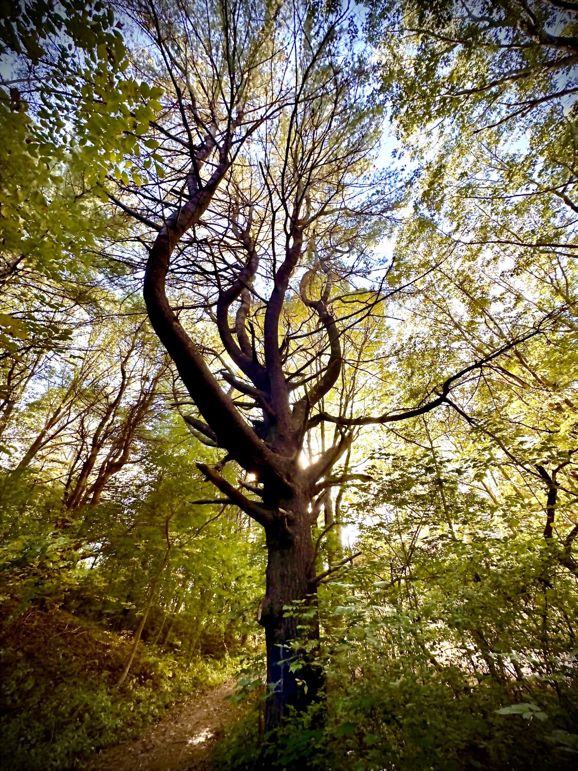 Tall dark and handsome