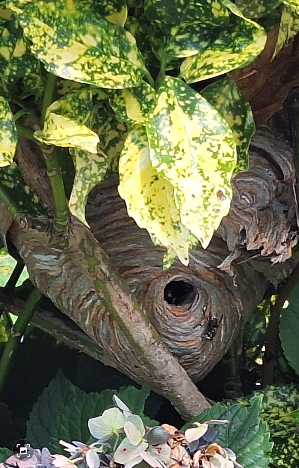 Bee Wasp Hive
