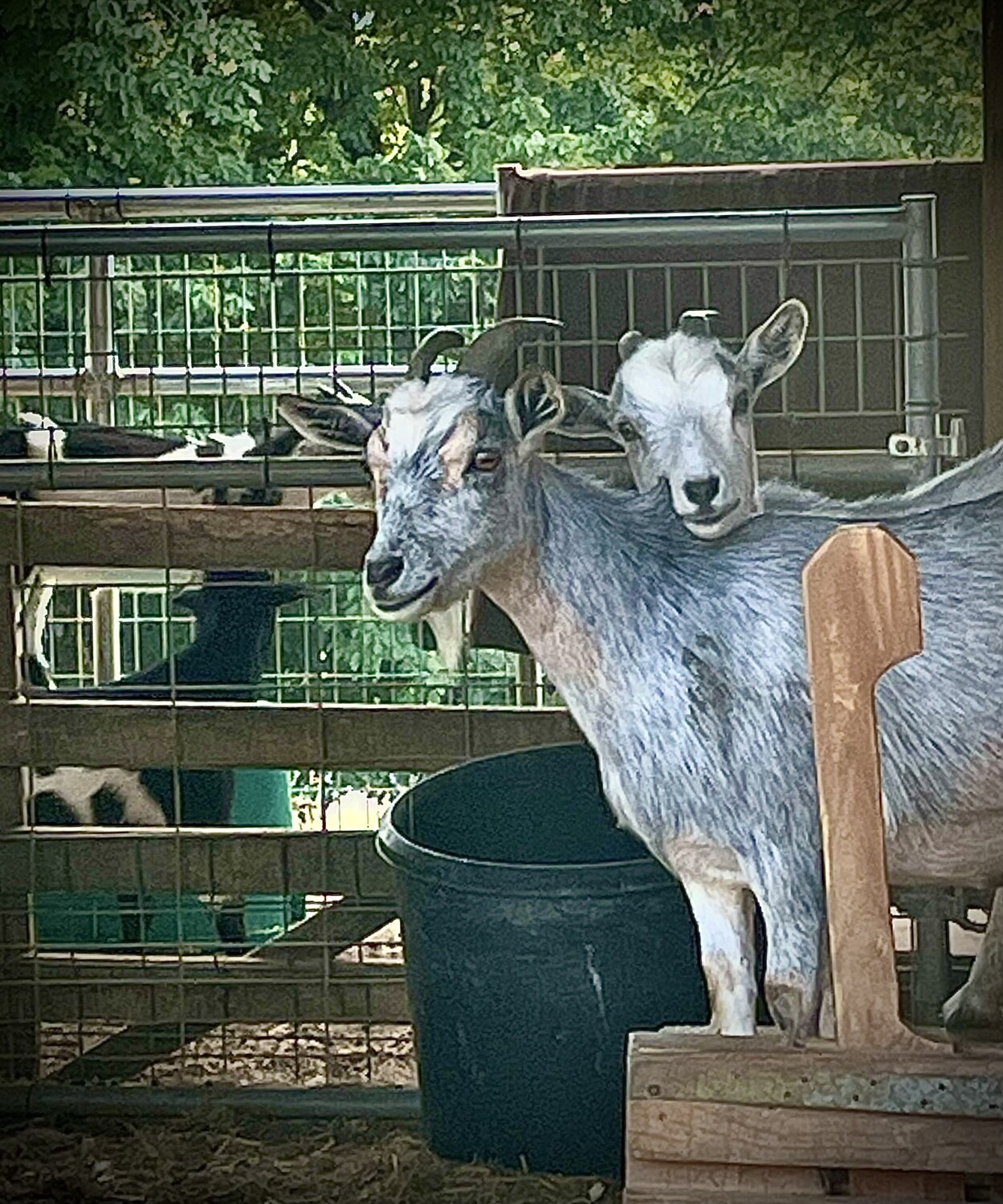 Our friends Arkansas goats
