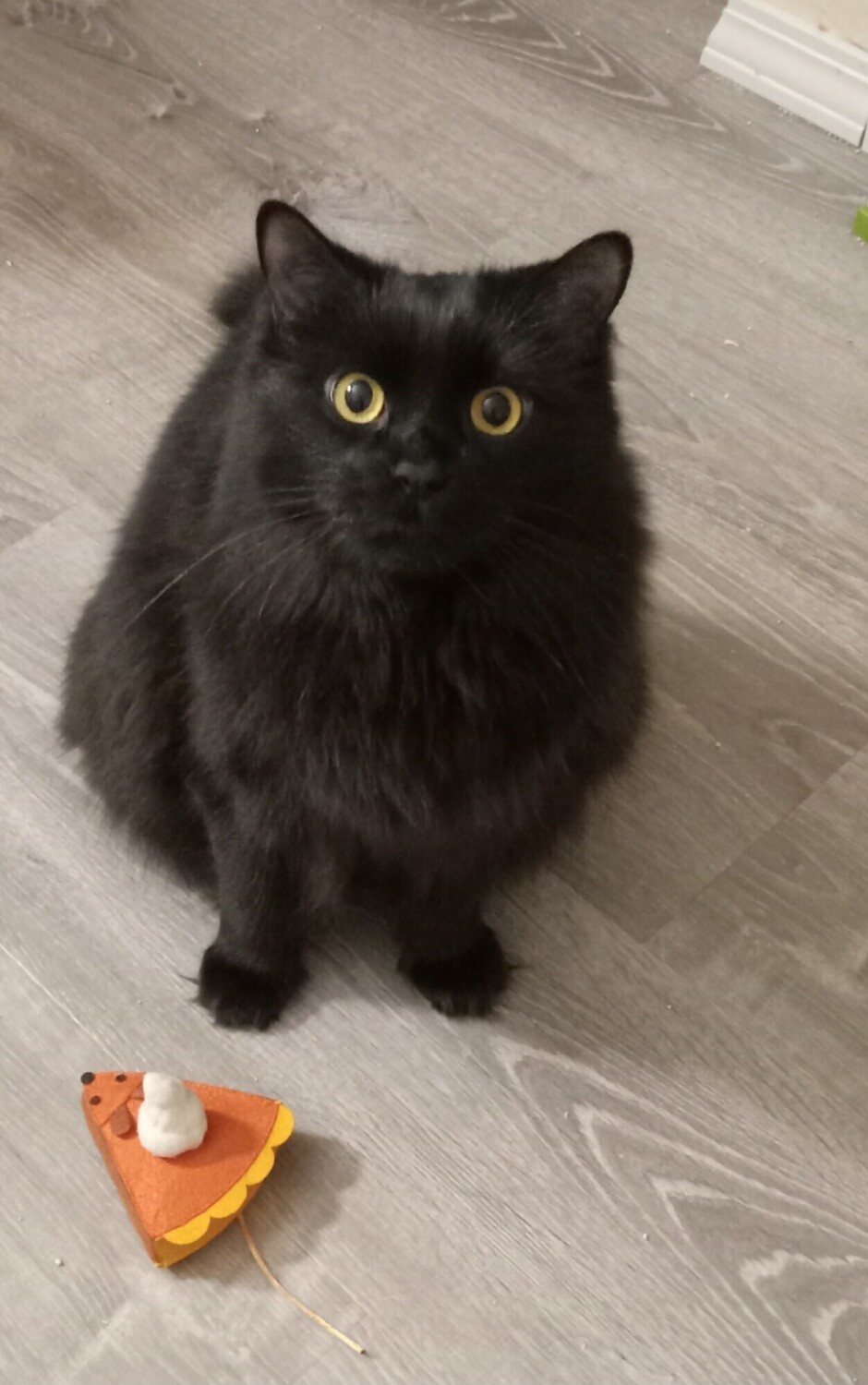 Borealis and pumpkin