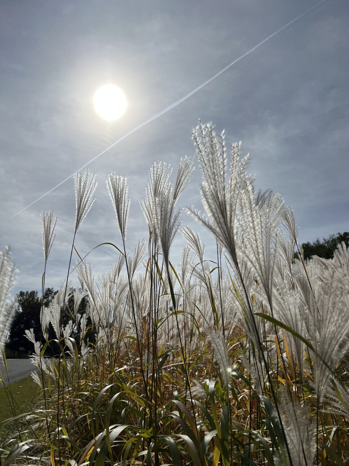 Whispering Wisconsin Prairie Grass