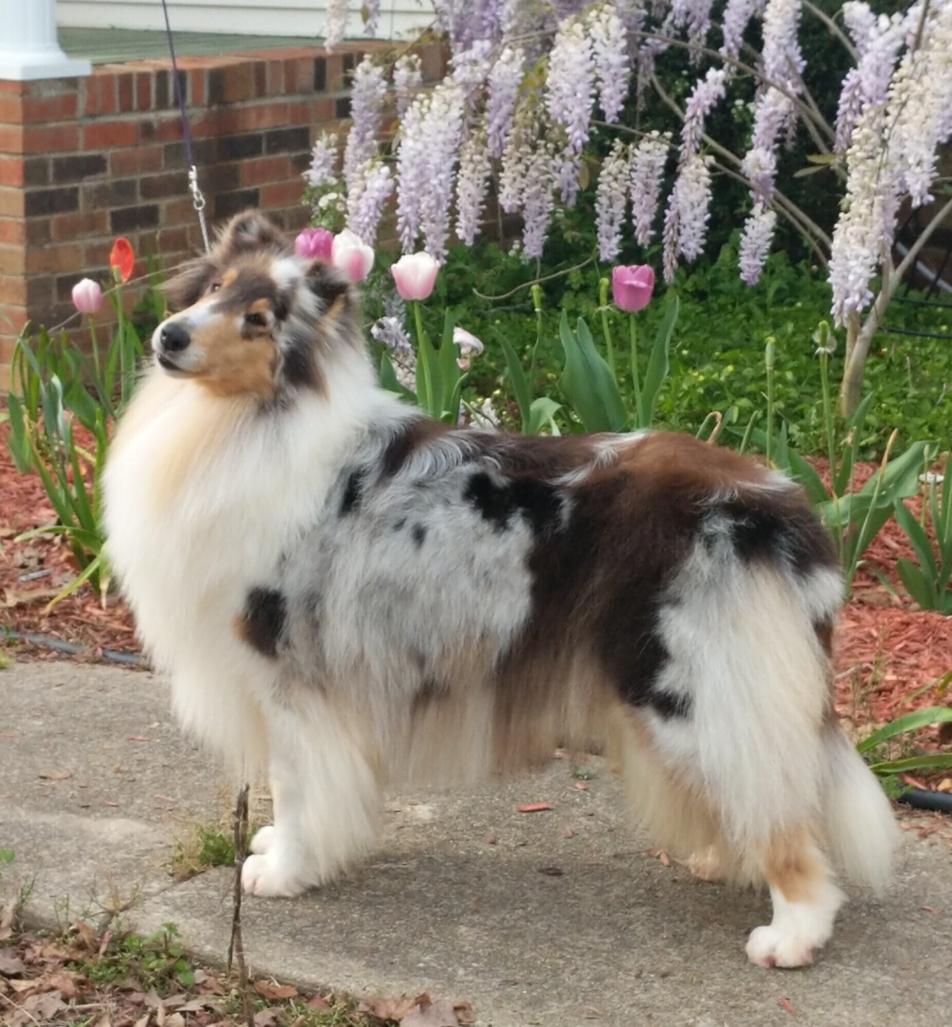 Wisteria Collie