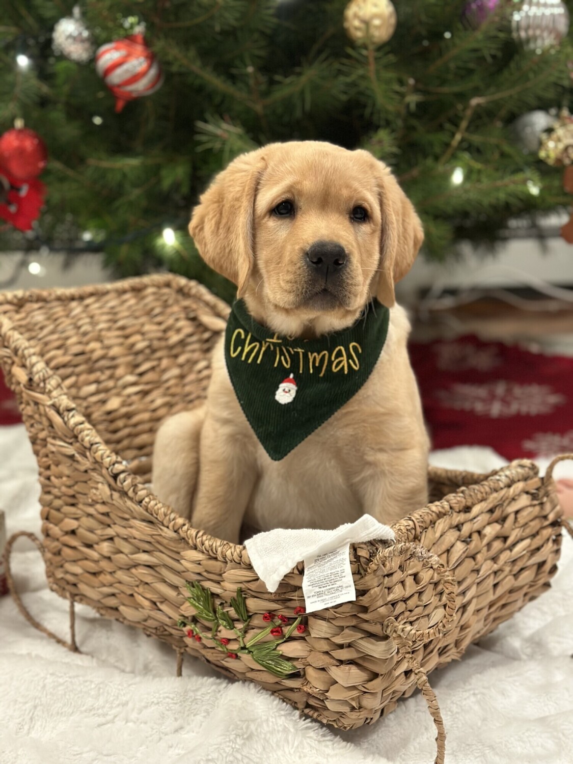 Gretchen’s 1st Christmas