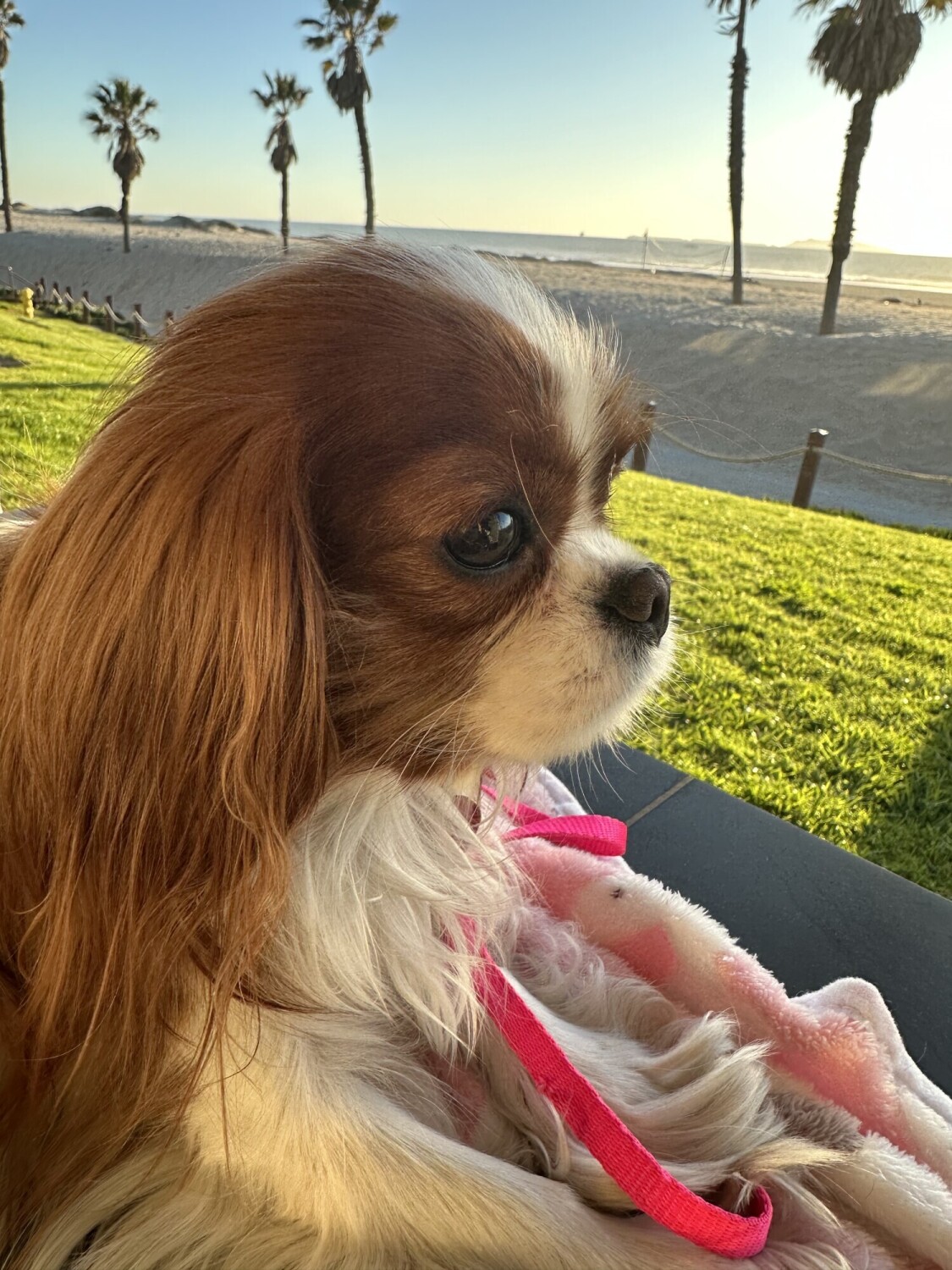 Rosey at the beach