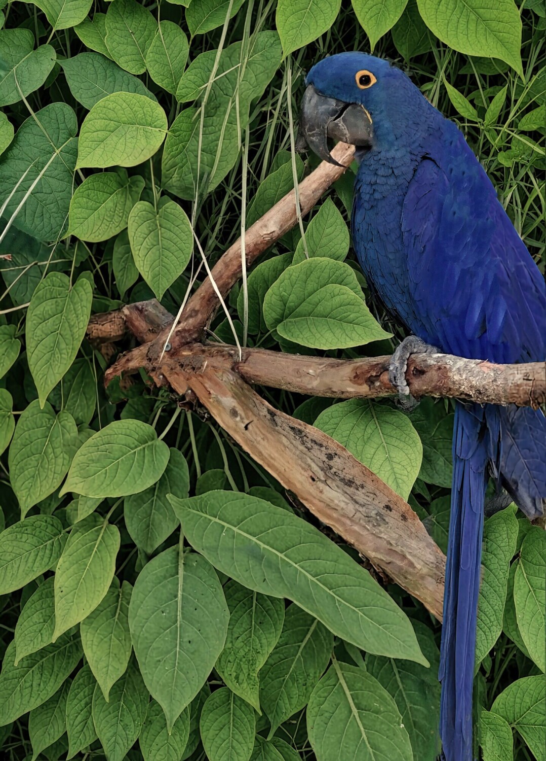 Hyacinth Macaw