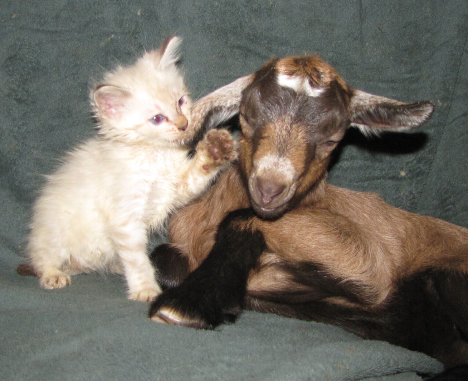 The Kitten And The Goat Kid
