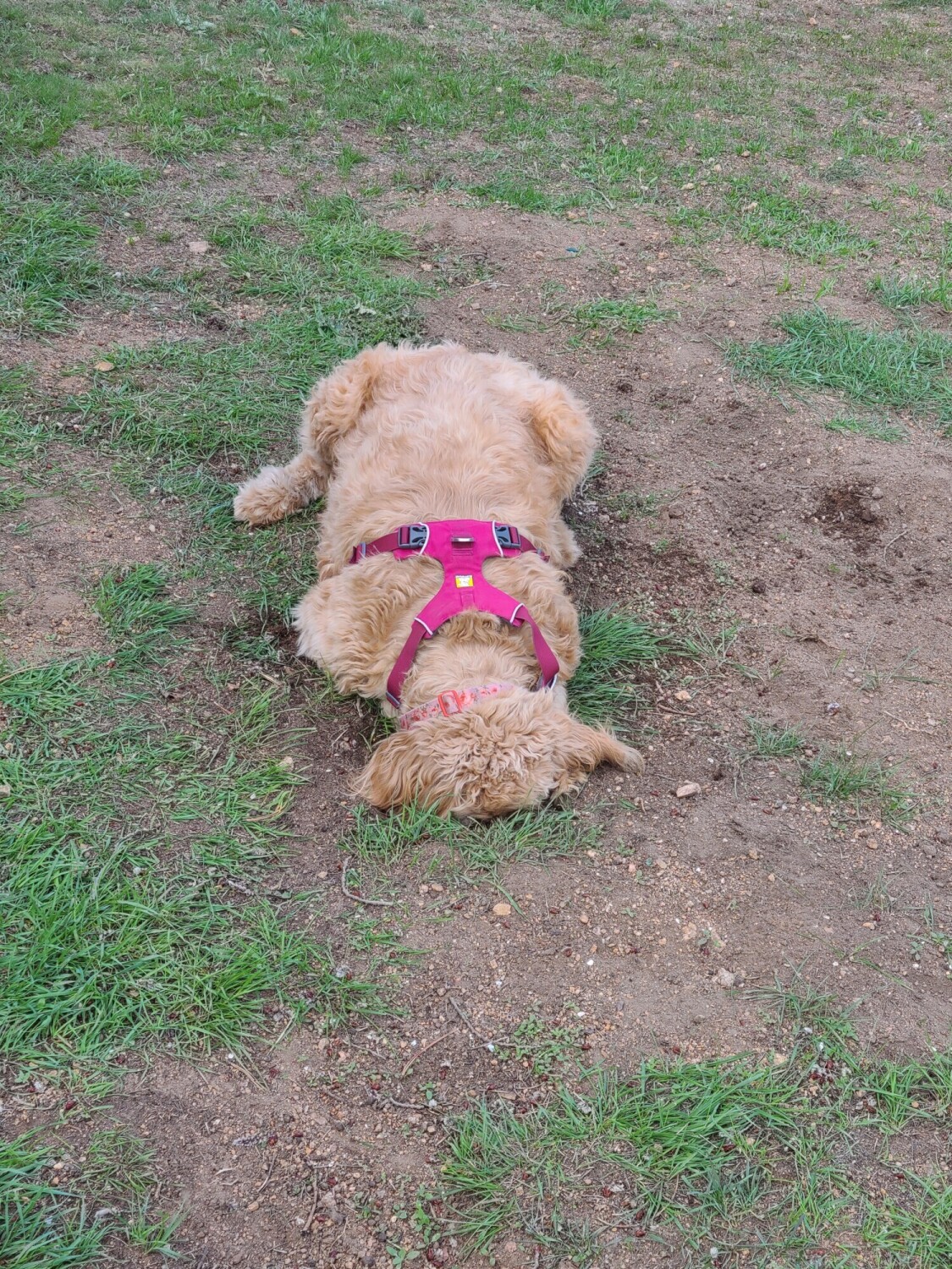 Searching for Gophers