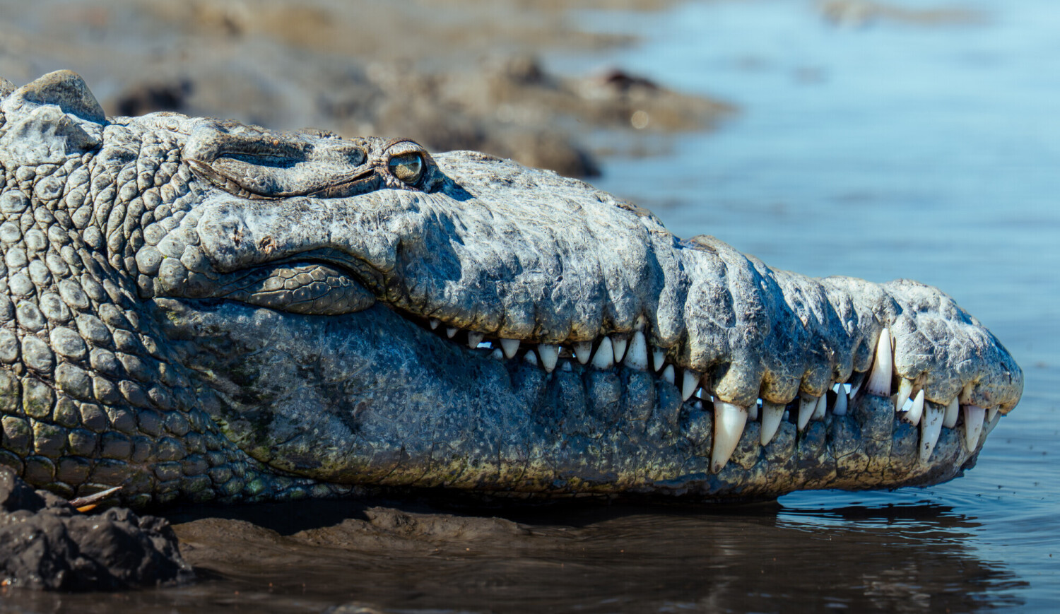 King of the Everglades