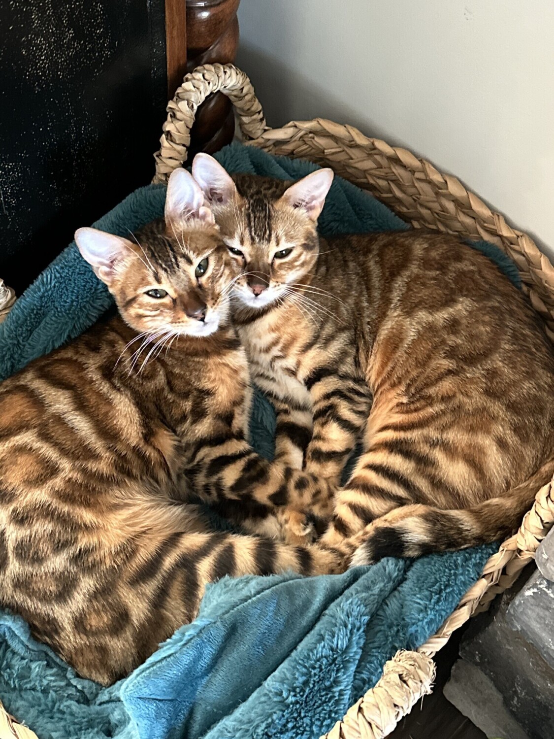 Bengals in a basket