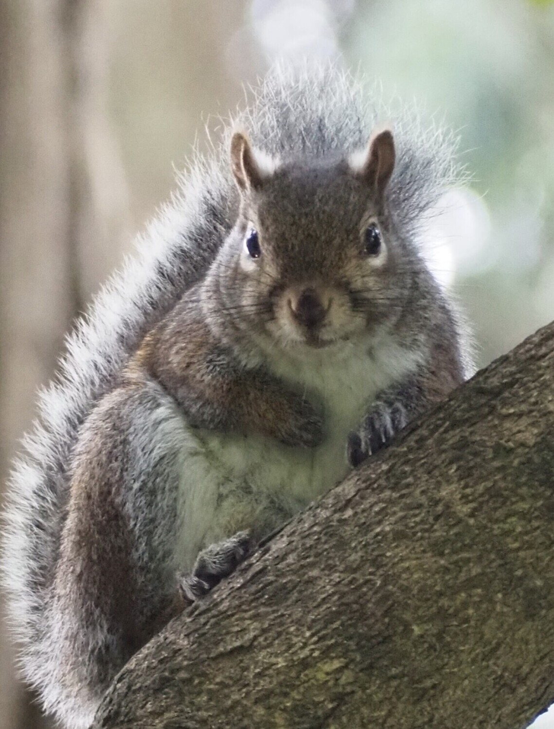 The squirrel of golden gate park