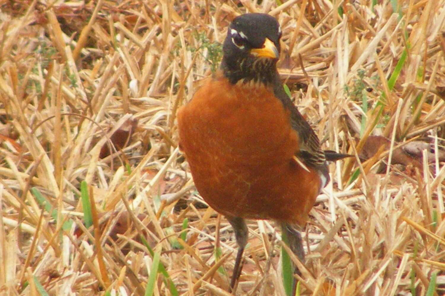 Robin in the Grass