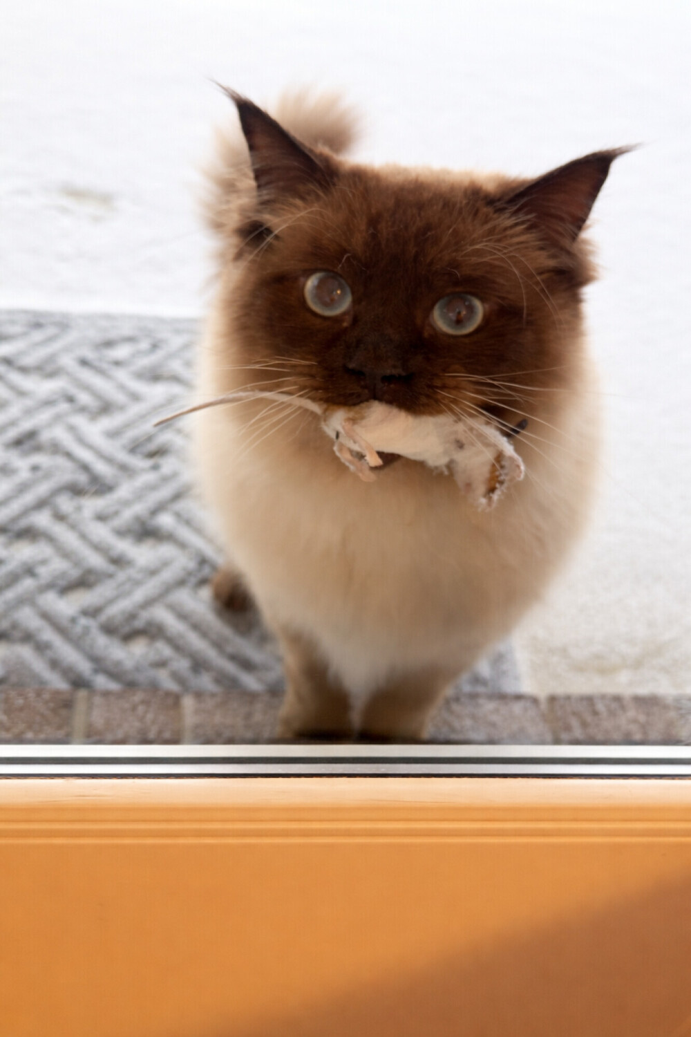 Protector at the Door