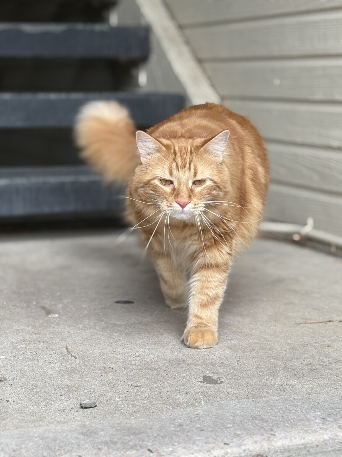 Paw trolling the neighborhood