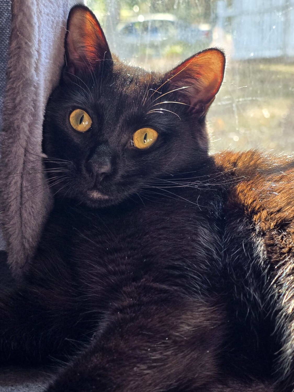 Bo Relaxing By the Window