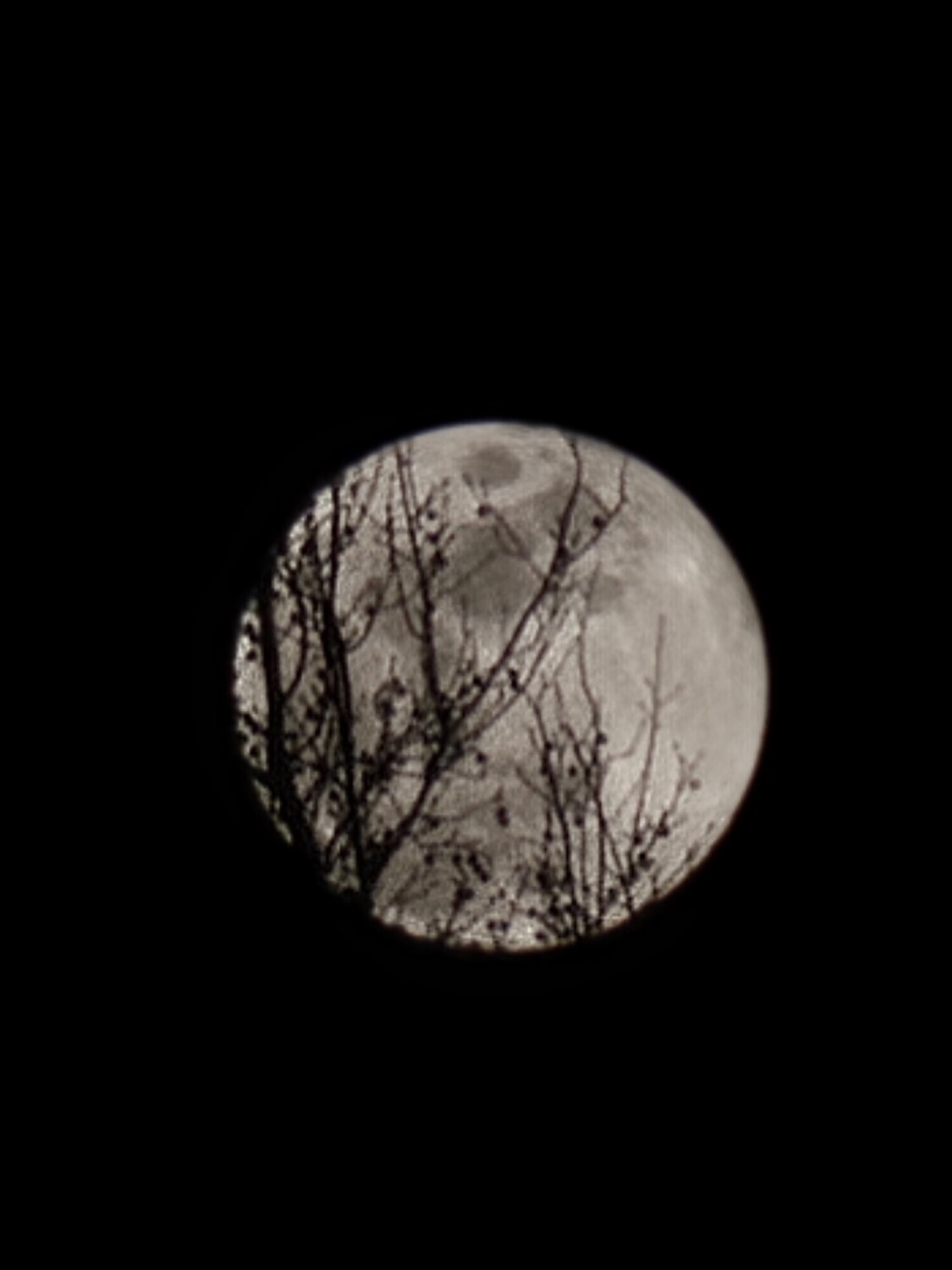 Full moon through the branches.