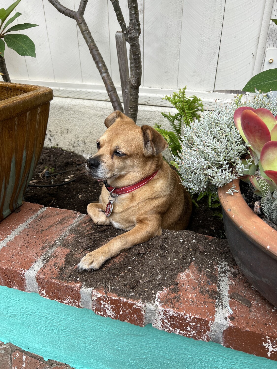 Potting soiled Penny