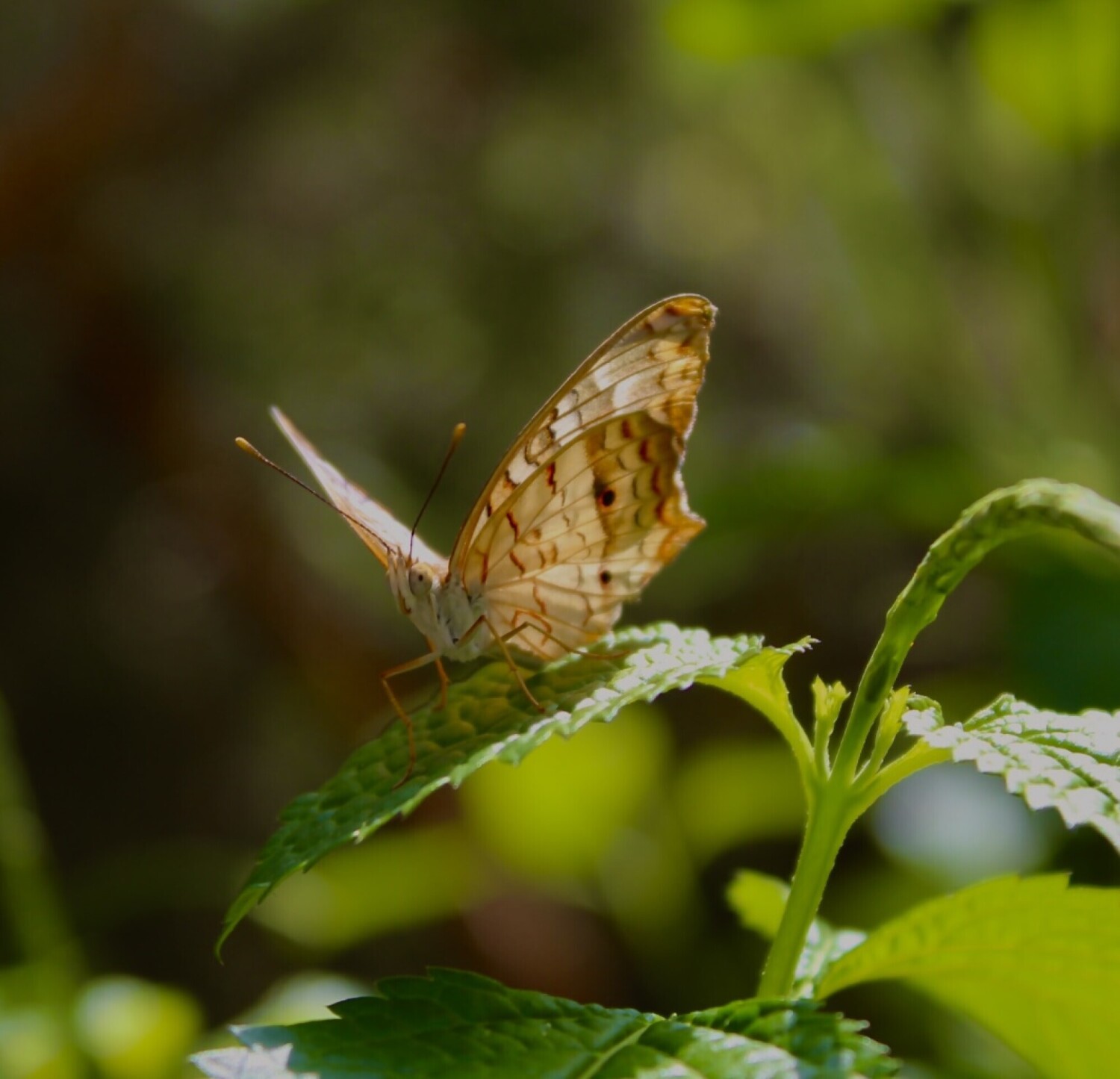 Beauty of butterflies