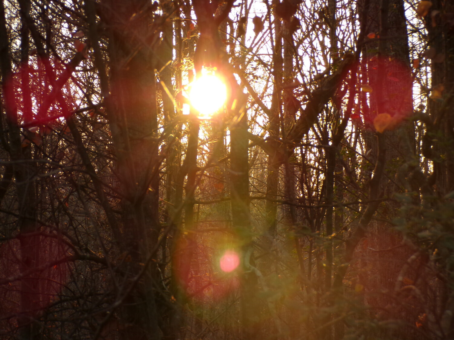 A glimpse in the woods