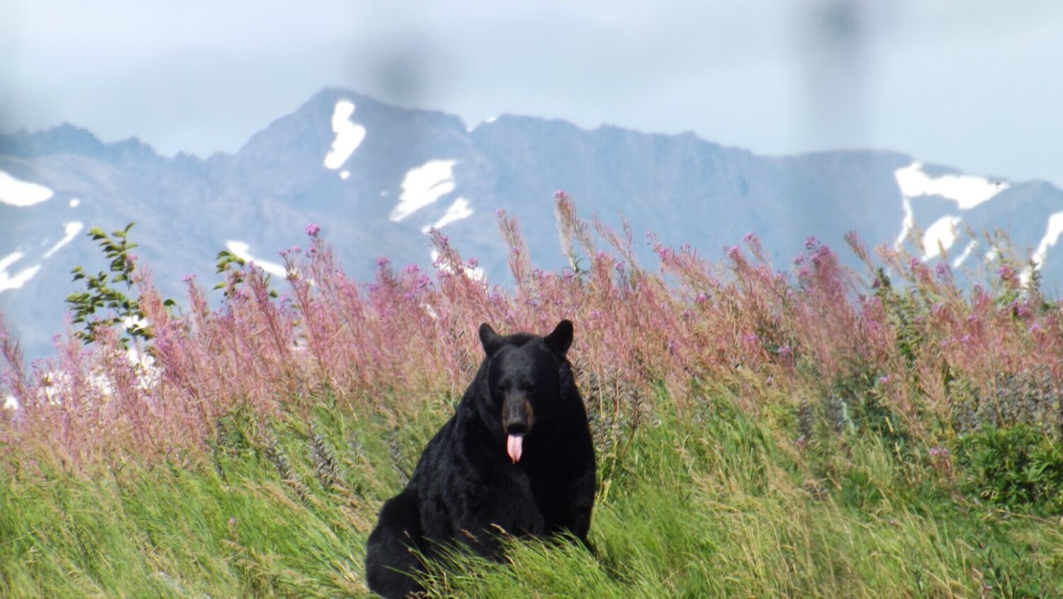Cheeky Black Bear in Alaska
