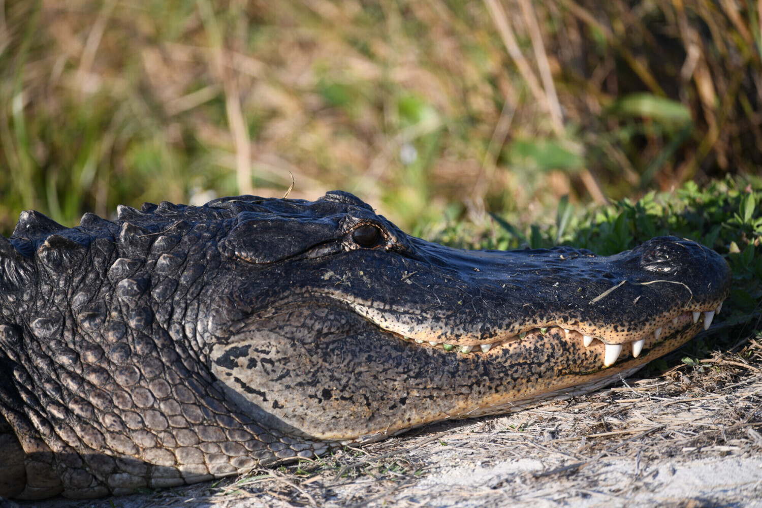 American Gator