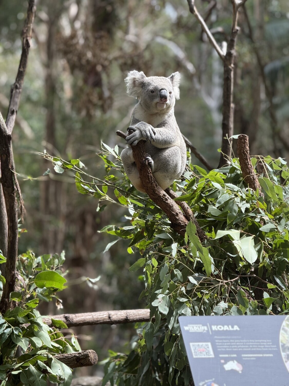 "Gentle Tree Hugger"